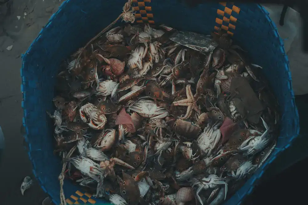 Assorted fresh shellfish in a basket