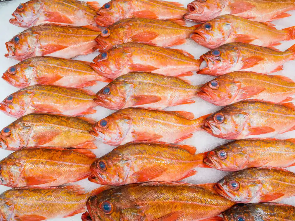 Fresh whole fish displayed neatly on ice