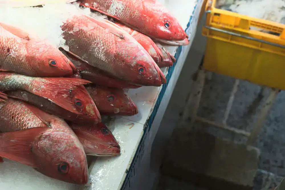Display of fresh whole fish on ice at the counter
