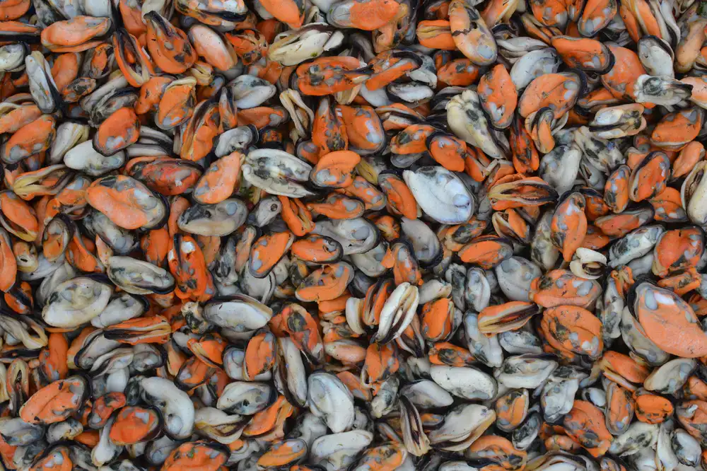 Basket of fresh local clams and mussels